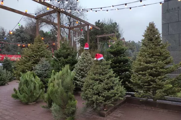 Фото к материалу: В Ростовской области в преддверии Нового года заработают более 420 елочных базаров