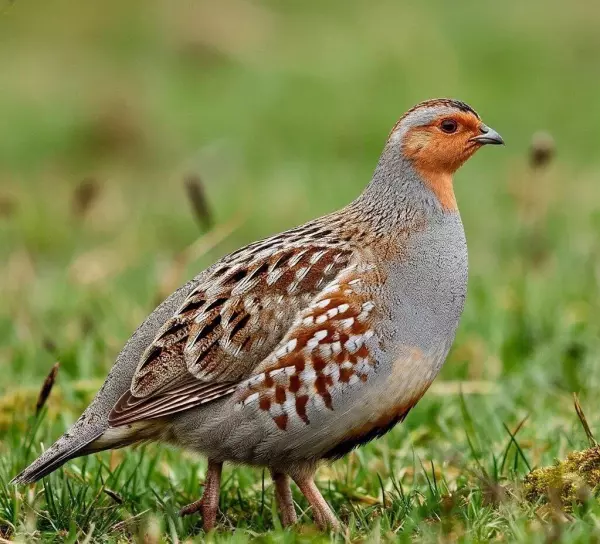 Фото к материалу: В Ростовской области завершился сезон охоты на серую куропатку