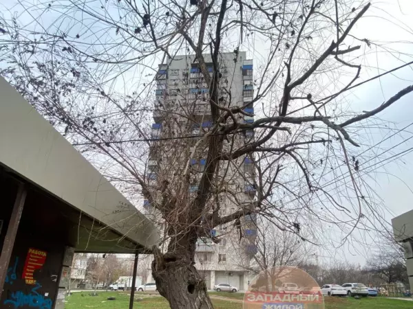 Фото к материалу: В Ростове на Западном сухое дерево повисло на проводах