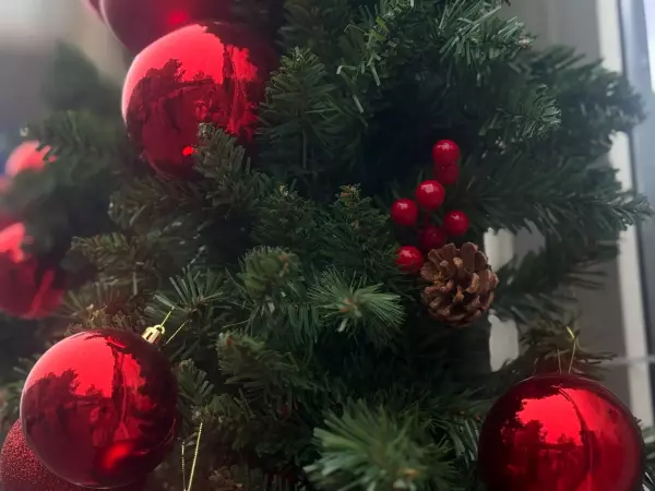 Фото к материалу: Искусственная или живая ель: врач из Ростова советует, какое дерево выбрать на Новый год