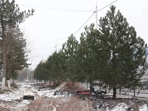 Фото к материалу: На месте срубленных деревьев в центре Новочеркасска высадили 12 сосен