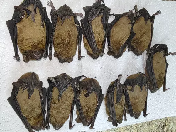 Фото к материалу: Разбудили из спячки: в Ростове ветеринары борются за жизнь упавших с высотки летучих мышей