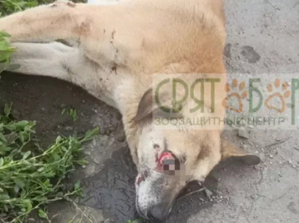 Фото к материалу: В Ростовской области волонтеры спасают сбитого пса с черепно-мозговой травмой и выбитым глазом