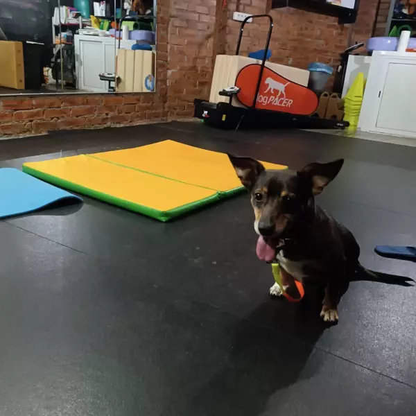 Фото к материалу: Еще одна дорогостоящая операция может понадобиться парализованному псу из Сальска