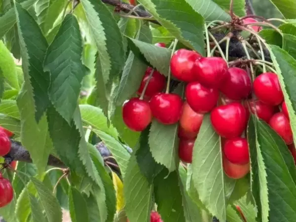 Фото к материалу: За 12 млн рублей в Новочеркасске продают плодово-ягодный сад