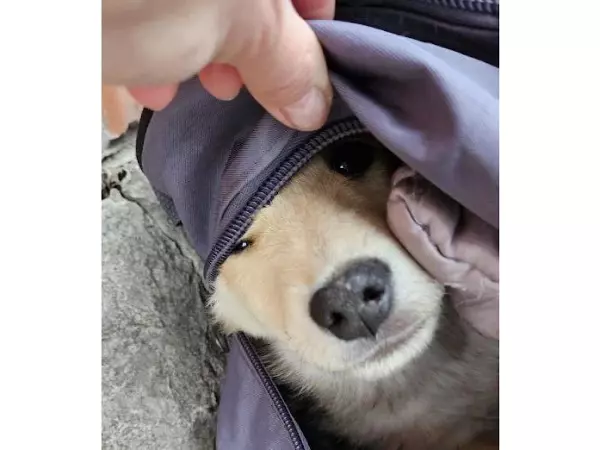 Фото к материалу: В Шахтах неизвестные выбросили щенка в закрытом рюкзаке