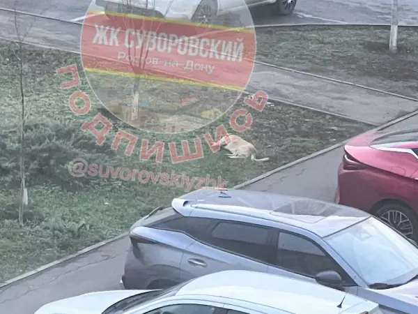 Фото к материалу: В Ростове на Суворовском неизвестный застрелил собаку