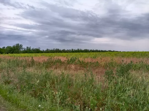 Фото к материалу: Труп пенсионерки обнаружили в поле в Ростовской области