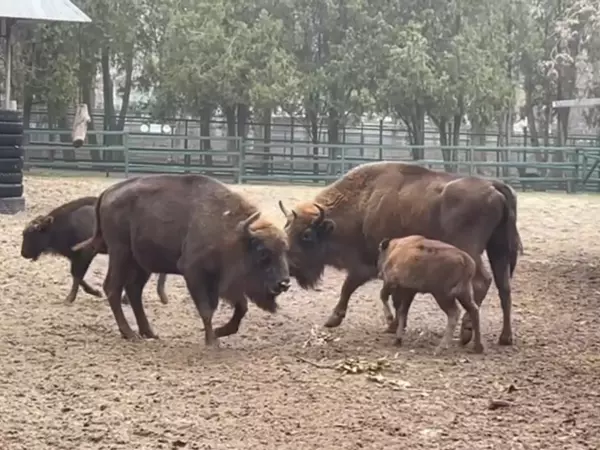 Фото к материалу: В Ростове выбрали имя зубренку из зоопарка