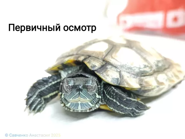 Фото к материалу: В Ростове спасли черепаху с опухшими глазами