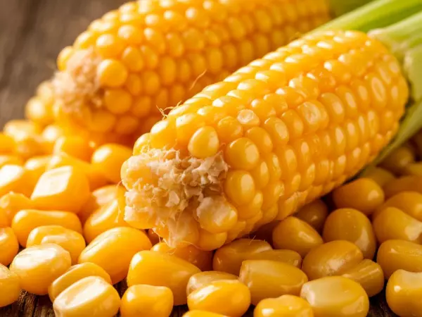 Фото к материалу: В крупной партии кукурузы в Ростовской области нашли семена амброзии