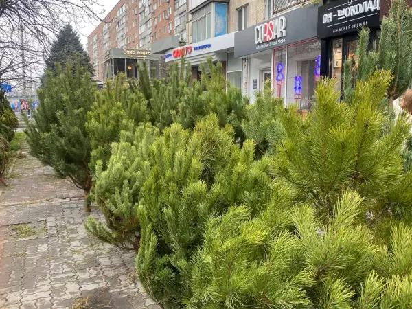 Фото к материалу: На пересечении Ворошиловского и Малюгиной открылся новый елочный базар