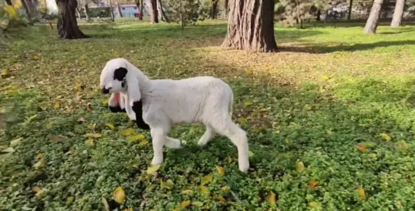 Фото к материалу: В Ростовском зоопарке в стаде лойских овец появились четыре ягненка