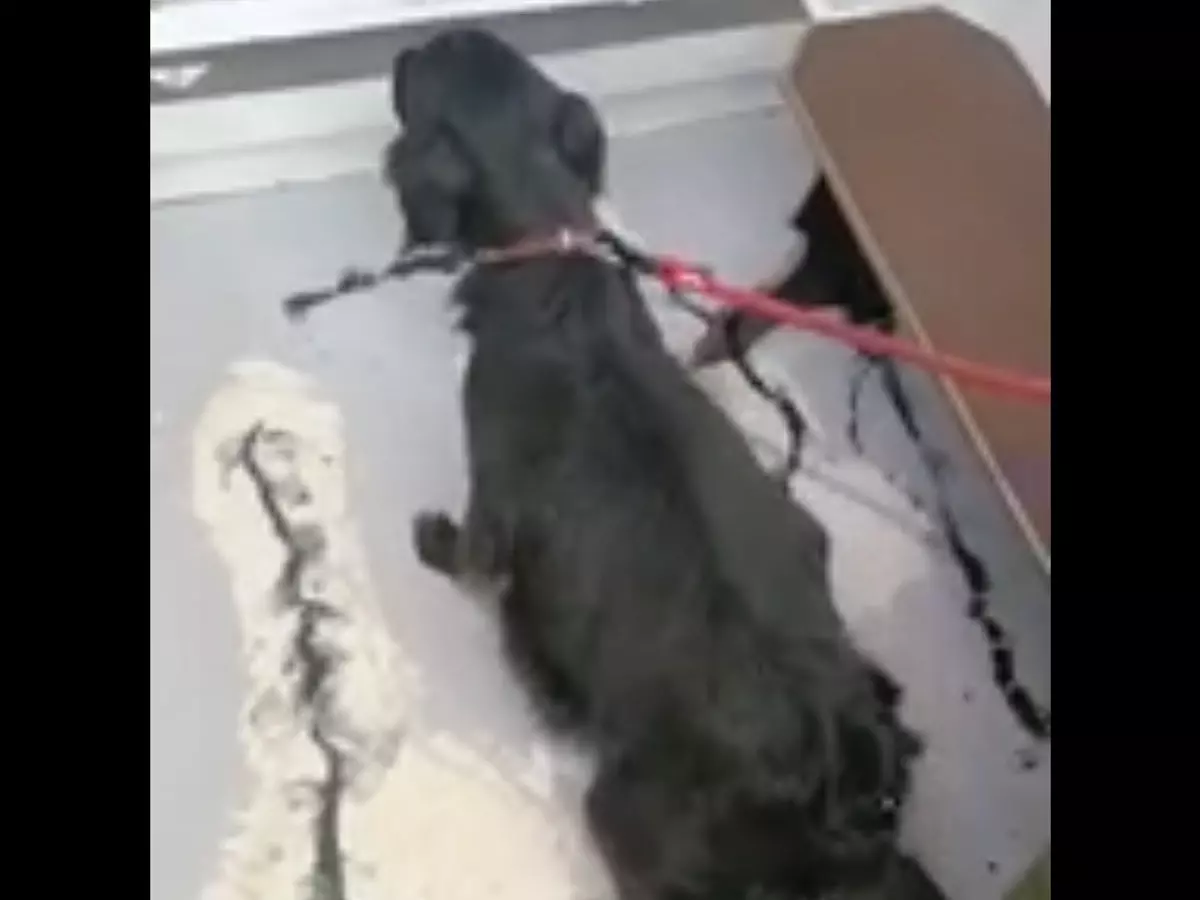 Привязали и оставили умирать: В Шахтах неизвестные бросили больную собаку на вокзале