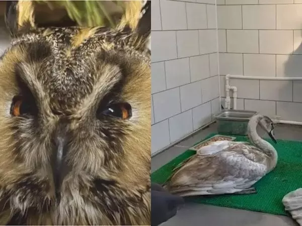 В Ростовской области неравнодушные люди спасли еще одного лебедя и сову