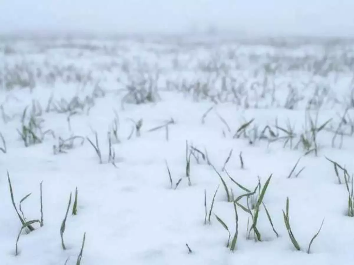 В Ростовской области взошло почти 100 процентов озимых