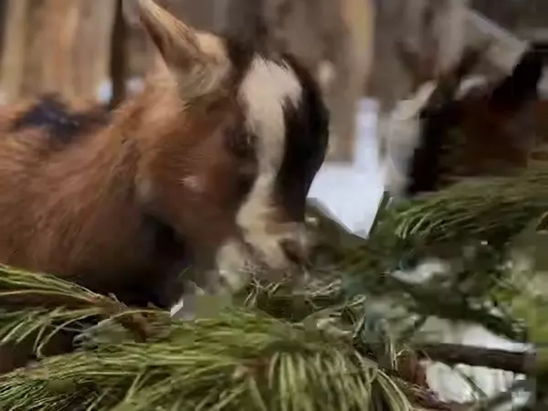 Два КамАЗа елок привезли для животных донского парка «Малинки»