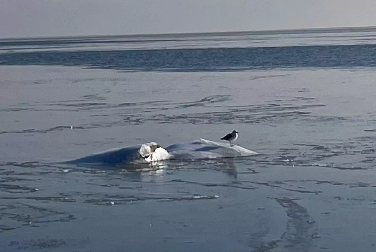 Удачного клева: рыбаки раскрыли секреты зимней рыбалки в Ростовской области