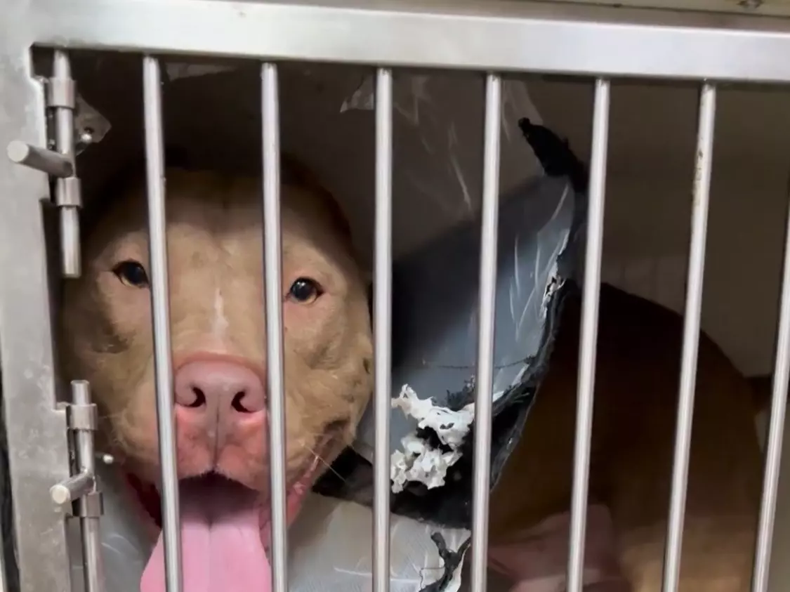 В Ростовской области волонтеры ищут дом питбулю с открытым переломом