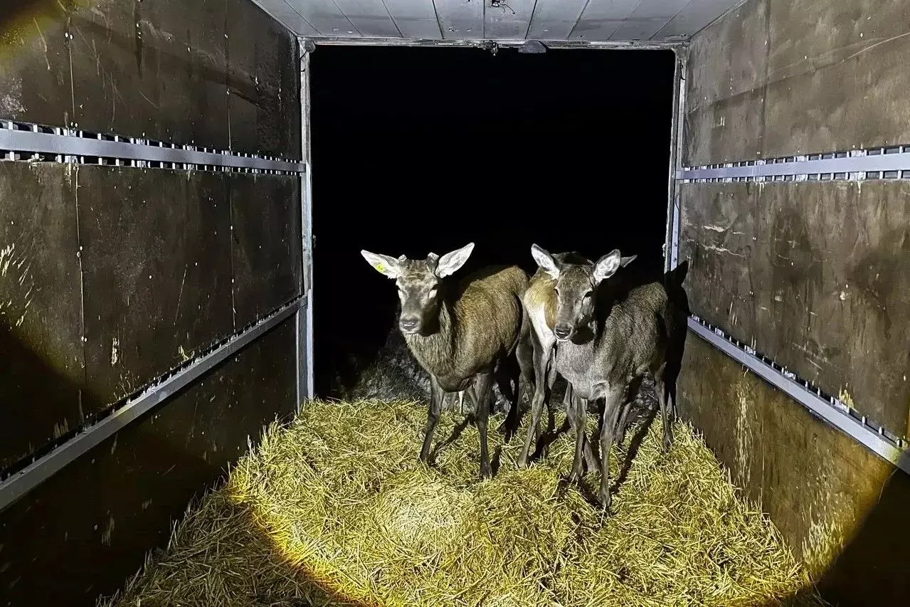 Олени, лани и фазаны: в Ростовской области выпустили в природу более 16,5 тысячи животных