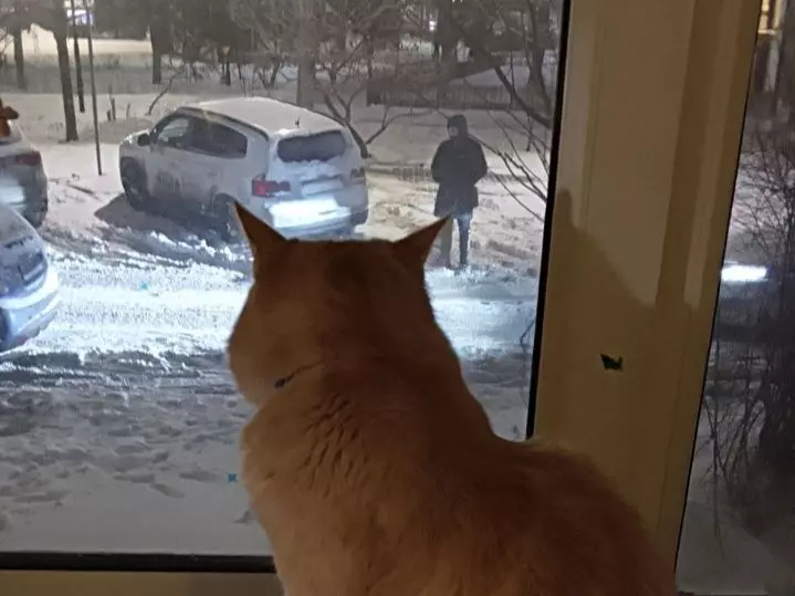 Ветеринар из Ростова рассказала, как спасти кошку при переохлаждении