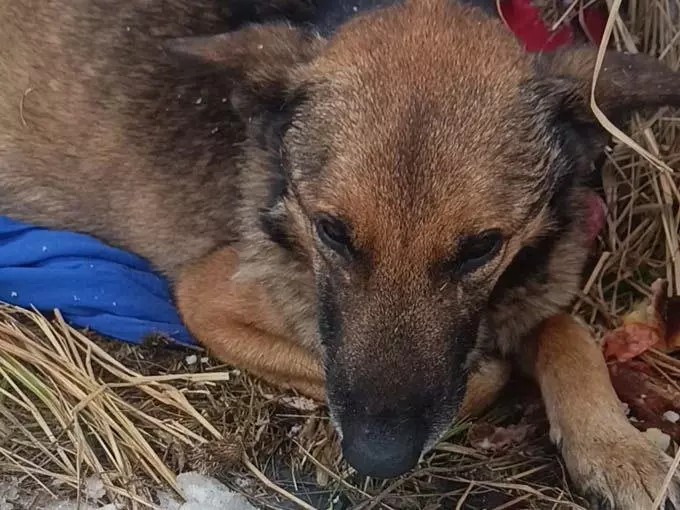 В Шахтах волонтёры борются за жизнь дворняги, наевшейся костей