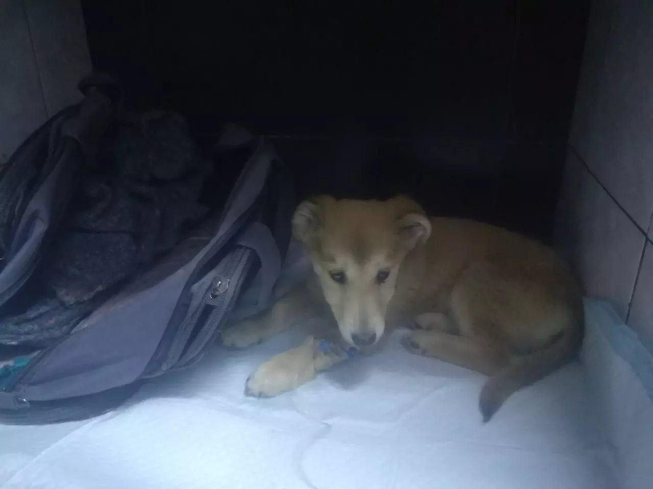 В Шахтах щенок, найденный в закрытом рюкзаке, скончался от энтерита 