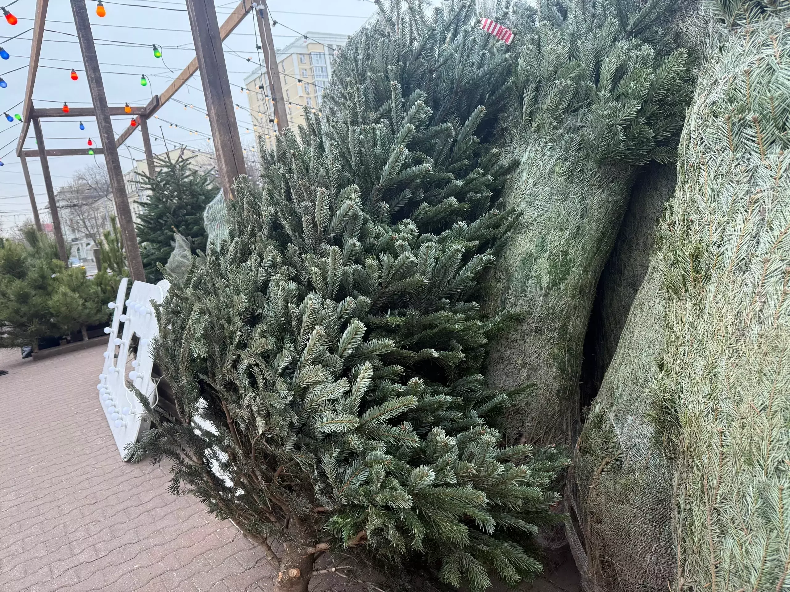 Ростовчанам рассказали, куда сдать новогоднюю елку 