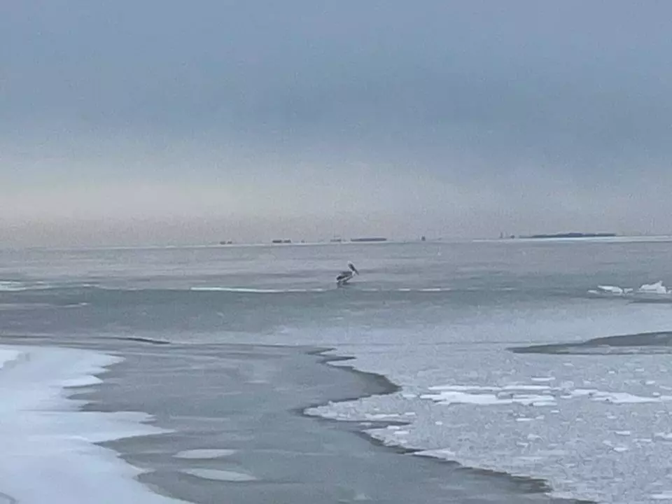 Вмерз в лед и погибал на холоде: в Таганроге спасли пеликана с поврежденным крылом