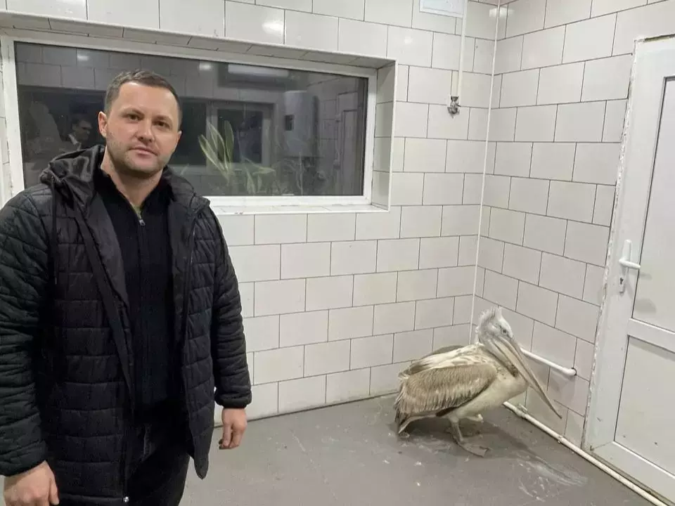 Спасенного от холодной смерти пеликана оставят в донском парке «Малинки»