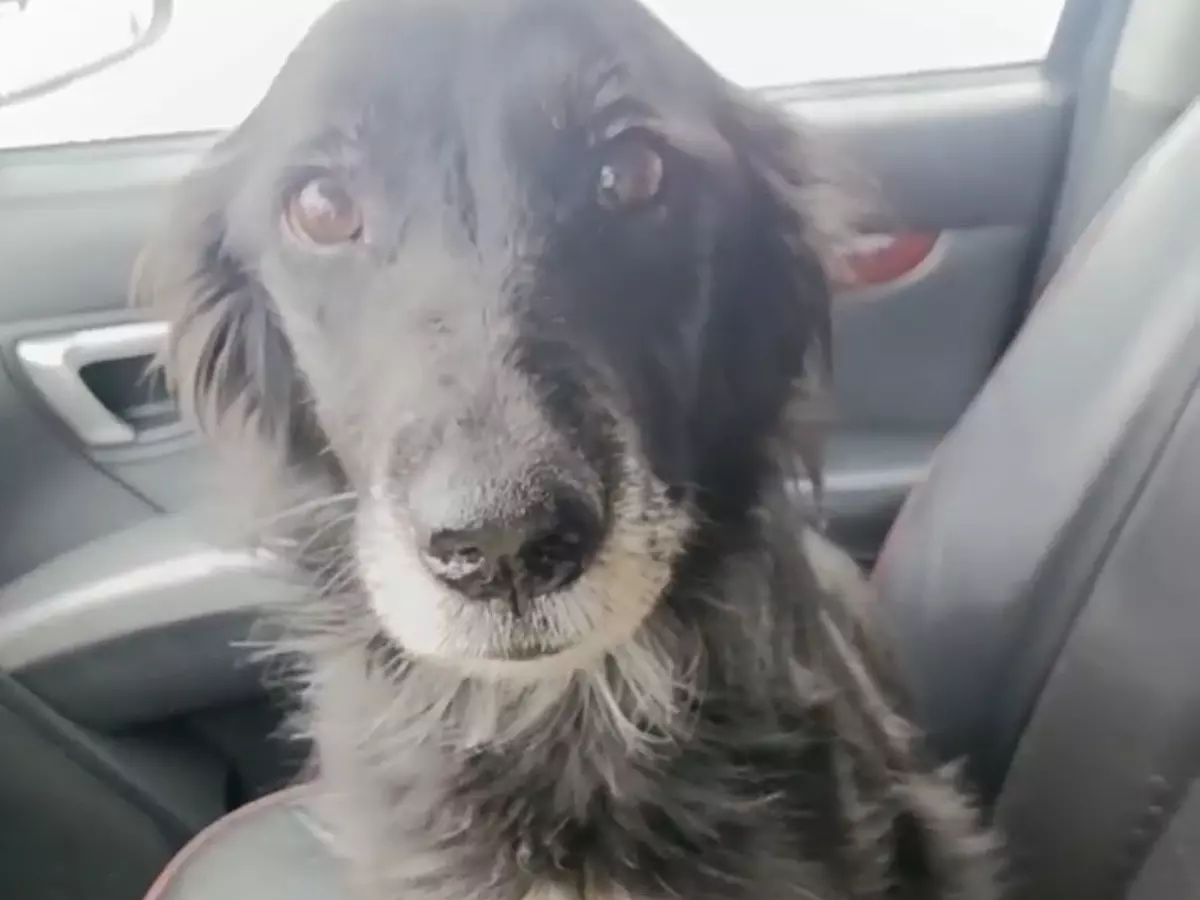 Пошла на поправку: в Шахтах волонтеры спасли больную привязанную в морозы собаку 