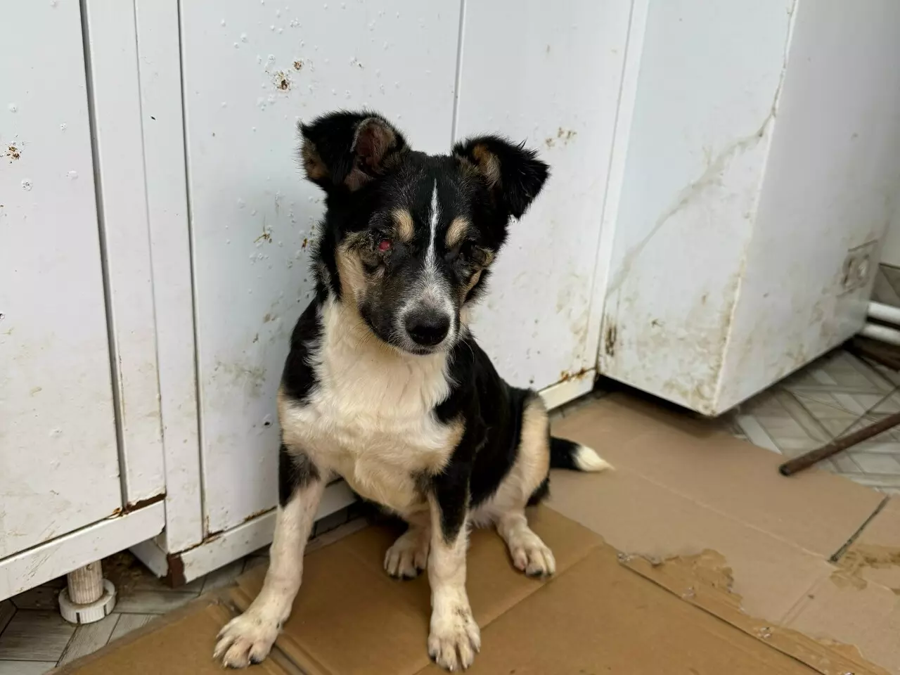 В Ростовской области волонтеры ищут новый дом щенку с серьезной патологией глаз и ЖКТ