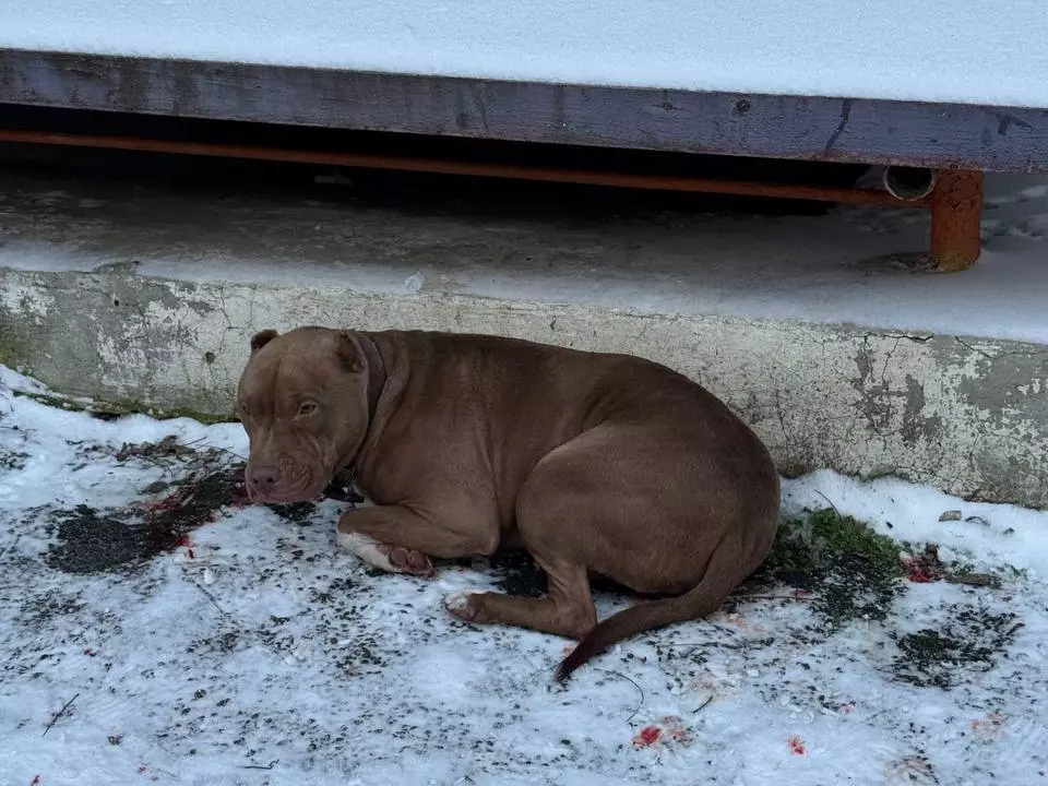 Кость собирали буквально по кусочкам: донские ветврачи помогли питбулю с открытым переломом