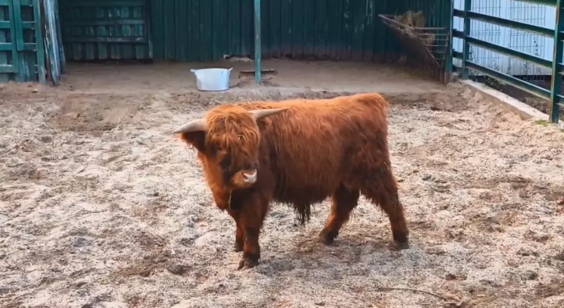 В Ростовский зоопарк из парка Лога привезли нового питомца - шотландскую корову хайленд