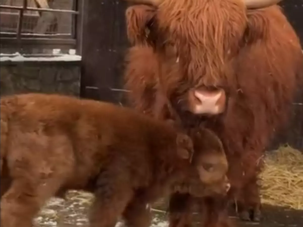 В парке «Лога» Ростовской области родился теленок коровы