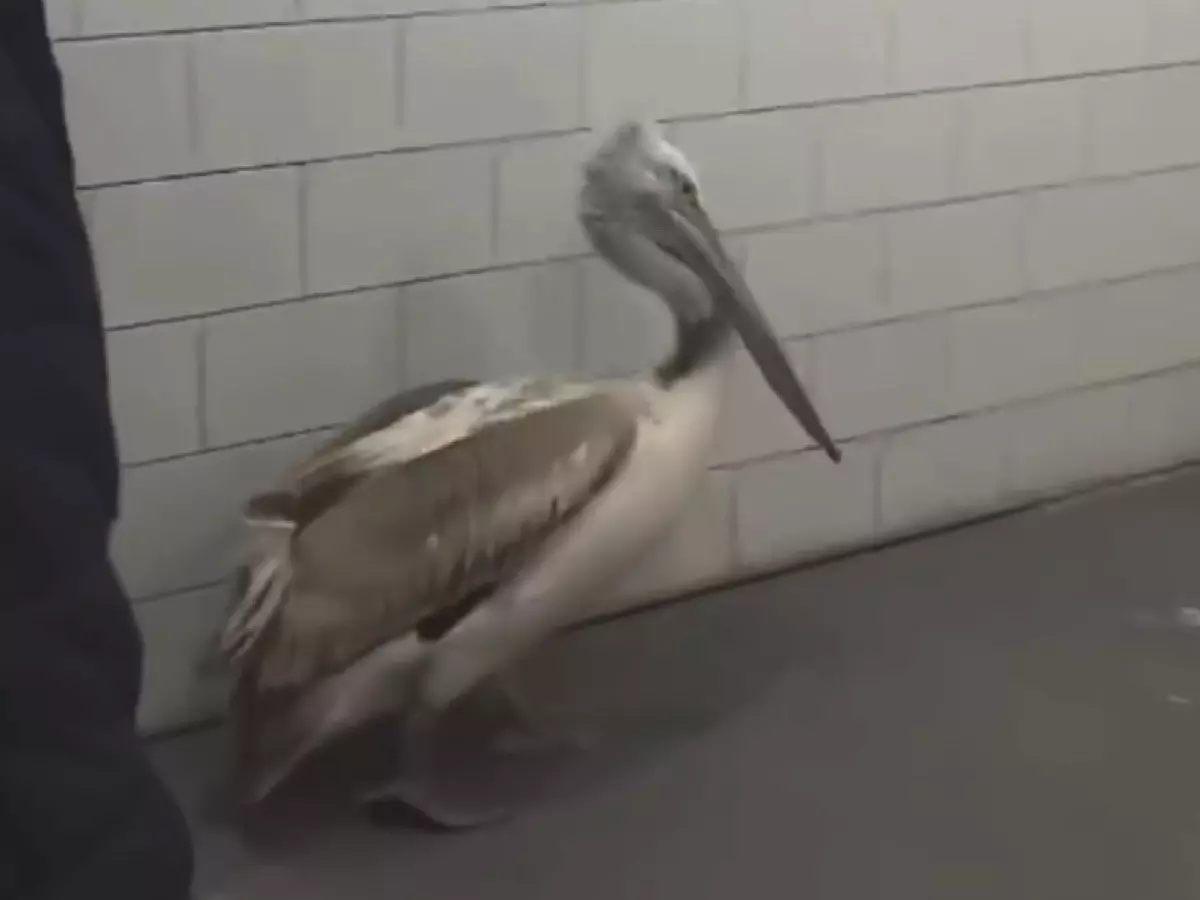 В донском парке «Малинки» рассказали о самочувствии пеликана, которого спасли от гибели