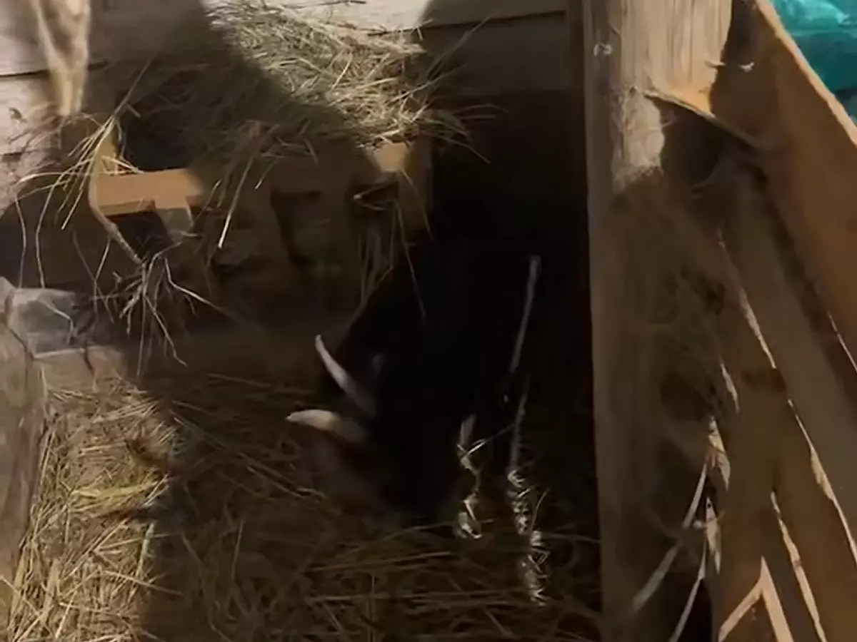 В донском парке «Малинки» ветврачи спасают козочку, которая съела «смертельного угощения»