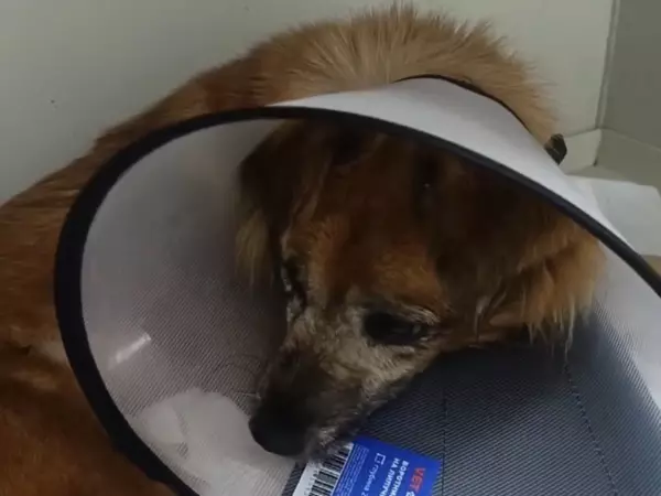 Фото к материалу: Внутренние органы, как из мясорубки: азовские ветеринары спасли пса с жуткими травмами