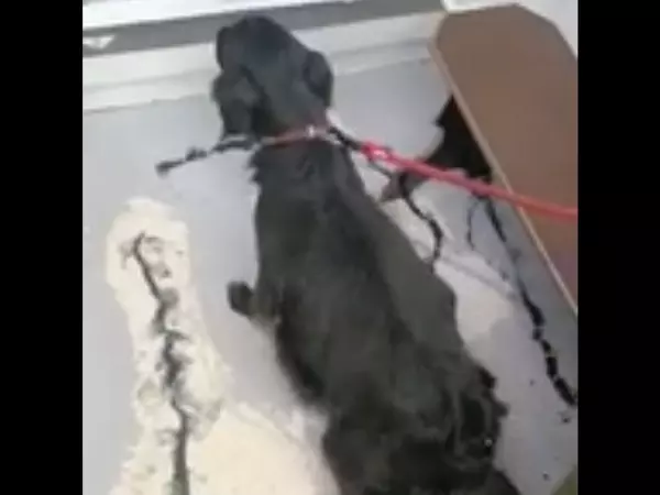 Фото к материалу: Привязали и оставили умирать: в Шахтах неизвестные бросили больную собаку на вокзале