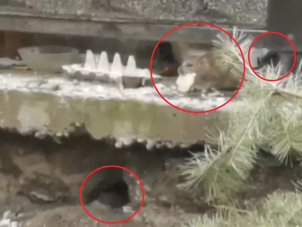 Фото к материалу: Крысы размером с обувную коробку на мусорке напугали жителей Западного в Ростове