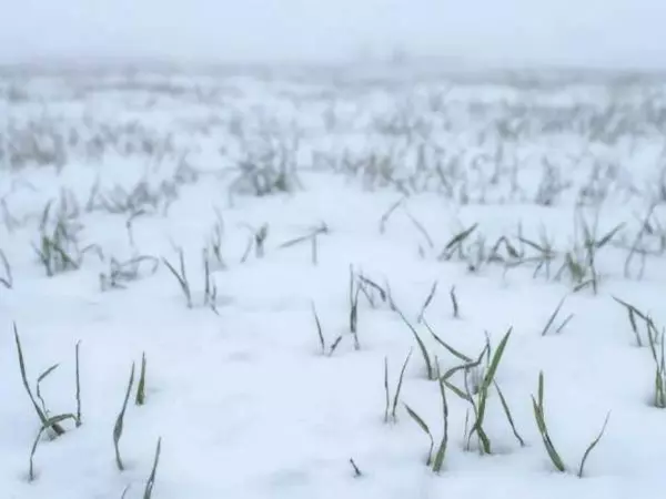 Фото к материалу: В Ростовской области взошло почти 100 процентов озимых