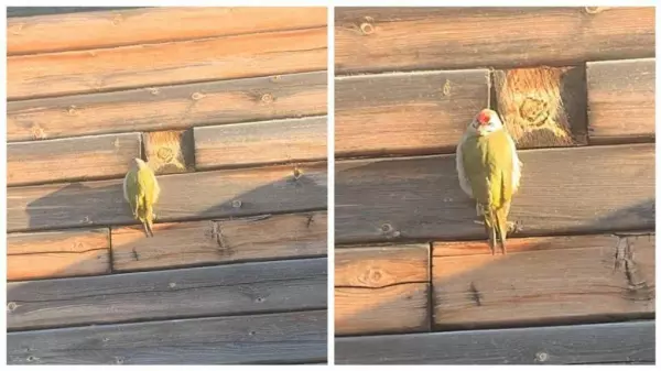 Фото к материалу: Жители Новосибирска приняли редкого дятла за попугая из-за необычного окраса