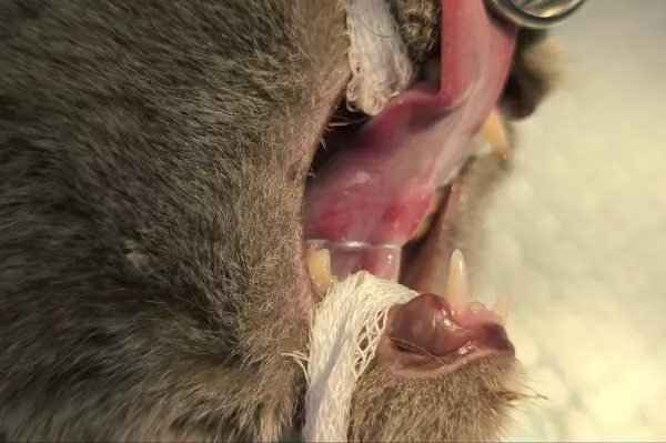 Фото к материалу: В Шахтах спасли кошку, которая съела мишуру