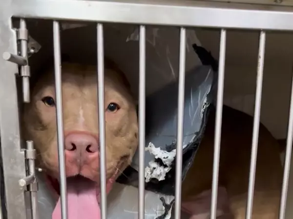 Фото к материалу: В Ростовской области волонтеры ищут дом питбулю с открытым переломом