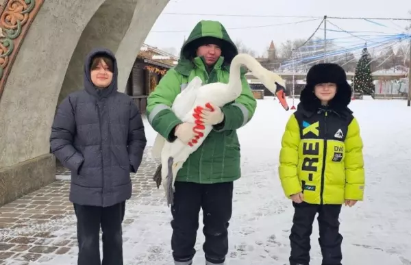 Фото к материалу: В парке «Лога» Ростовской области приютили лебедя, который едва не погиб на холоде