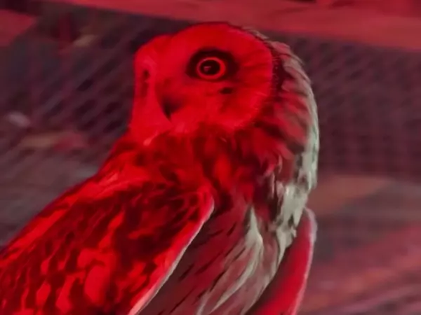 Фото к материалу: В парке «Малинки» болотную сову Мотю временно переселили в зимний вольер