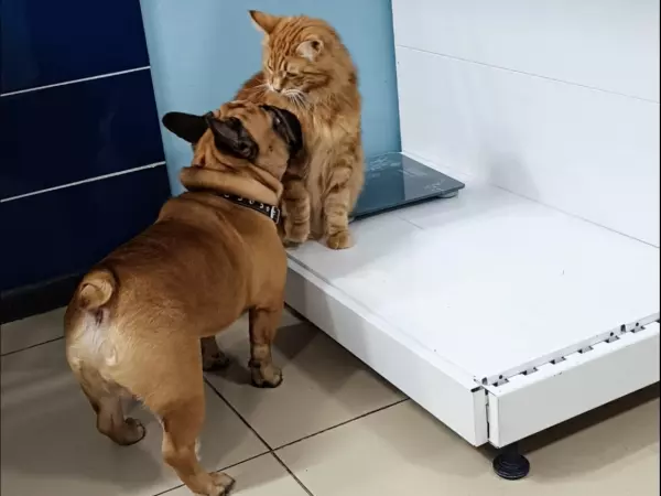 Фото к материалу: Ветеринар из Ростова рассказала, как защитить собак от противогололедных материалов зимой