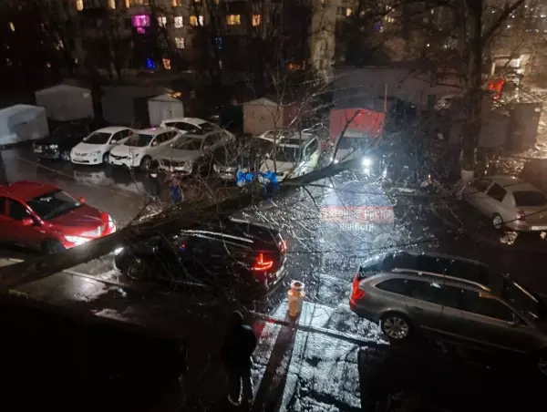 Фото к материалу: Гигантское дерево повредило припаркованные авто на Волкова в Ростове