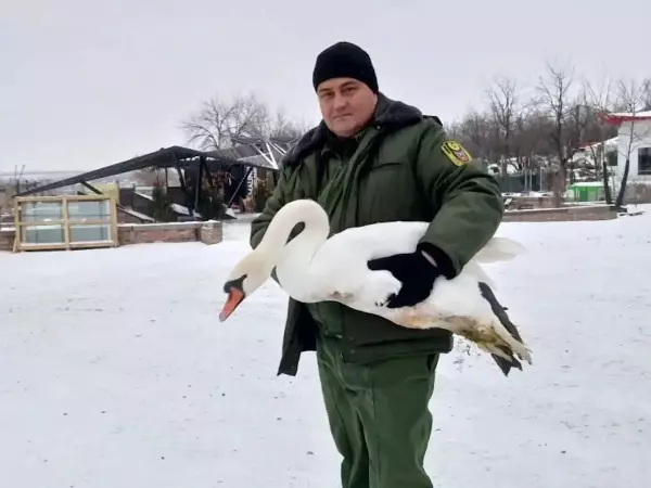Фото к материалу: Житель Ростовской области спас раненного лебедя