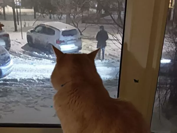 Фото к материалу: Ветеринар из Ростова рассказала, как спасти кошку при переохлаждении